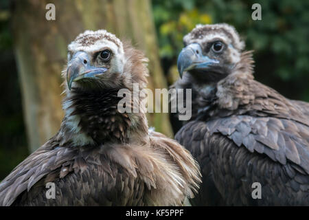 Cinereous Geier/Mönch Geier/eurasischen Mönchsgeier (Aegypius monachus) in der Nähe von Paar Stockfoto