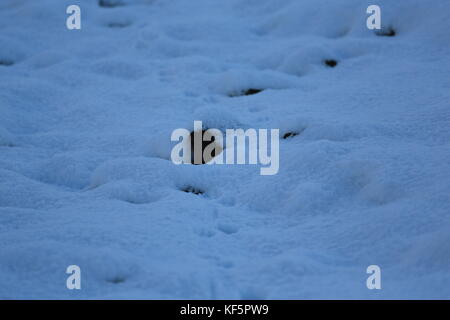 Fox Spuren im Schnee Stockfoto