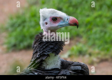White-headed Vulture (trigonoceps occipitalis) Nahaufnahme, Porträt, endemisch in Afrika Stockfoto