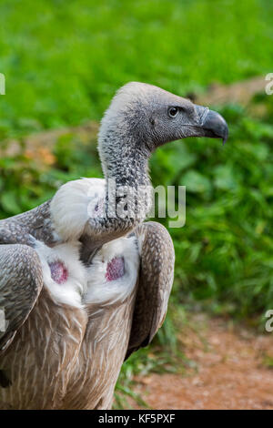 Afrikanische weiß-backed Vulture (Tylose in Africanus) Nahaufnahme portrait Stockfoto
