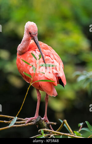 Scarlet ibis (eudocimus ruber) im Baum putzen Federn thront, native bis tropisches Südamerika und auf den Inseln der Karibik Stockfoto