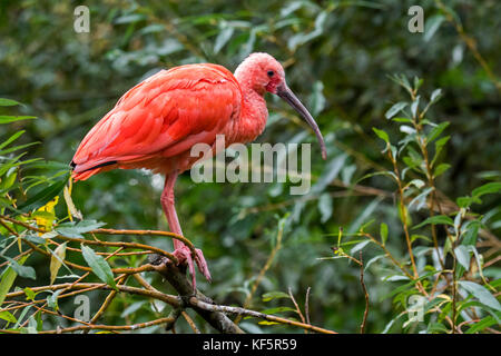 Scarlet ibis (eudocimus ruber) im Baum gehockt, native bis tropisches Südamerika und auf den Inseln der Karibik Stockfoto