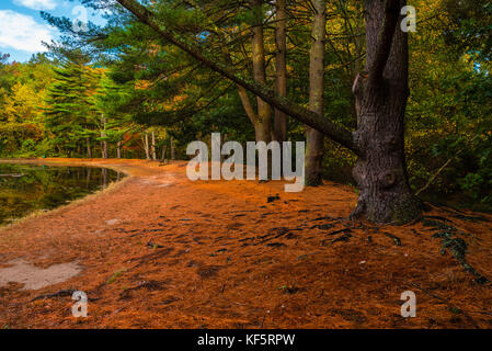 Eine gewundene orange tiged der Weg in den Wäldern rund um einen See im Herbst. Stockfoto