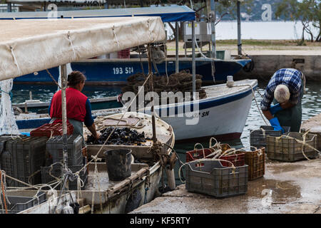 Ein Ehemann und eine Ehefrau am Kai in brijesta (Kroatien) Reinigen und Vorbereiten lokal gewachsene Muscheln zu verkaufen. Stockfoto