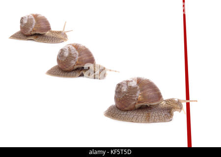 Drei Schnecken racing in Richtung rot Finish Line Stockfoto