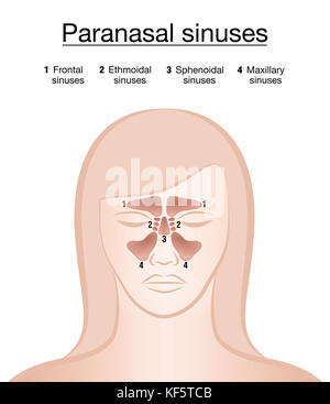Nasennebenhöhlen - weibliches Gesicht. frontal, ethmoidal, sphenoidal und Kieferhöhlen. Abbildung auf weißen Hintergrund. Stockfoto