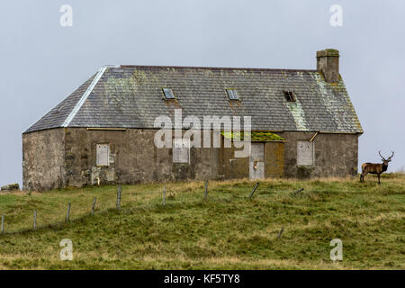 Alten zerstörten Haus und Hirsch, kinbrace, Sutherland, Schottland, Vereinigtes Königreich Stockfoto