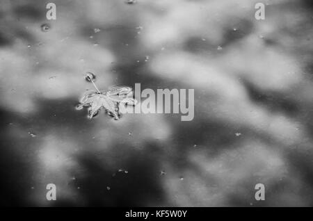 Bewölkter himmel Reflexion in noch Teich Wasser Oberfläche mit einem maple leaf Schwarzweiß Stockfoto