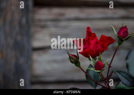 Bud der roten Rose gegen Holz- Hintergrund Stockfoto