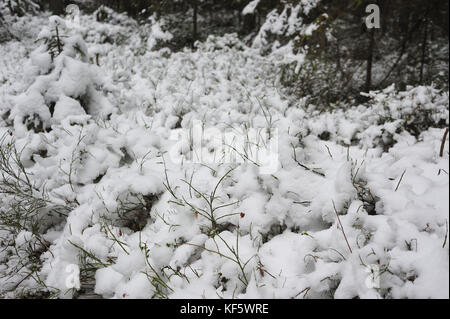 Wald im späten Herbst. Der erste Schnee hat die Heidelbeeren abgedeckt. Stockfoto