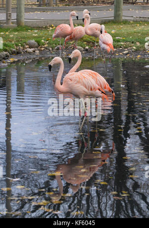 Chilenische Flamingos Zoo von Calgary Stockfoto