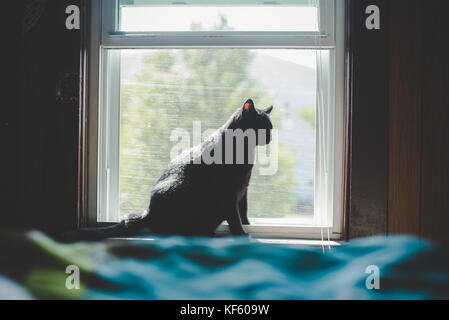 Schwarze Katze sitzt auf dem Fensterbrett oder Leiste Stockfoto