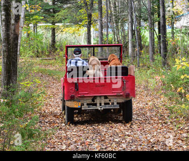 1946 Vintage red Willys Jeep fahren auf einer Woods Road im Adirondack Wald mit zwei Hunden auf dem Vordersitz. Stockfoto