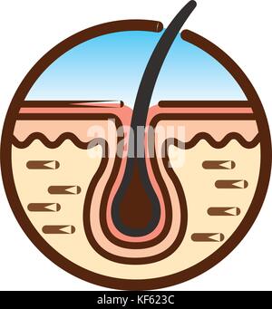 Die menschliche Haut Abschnitt Stock Vektor