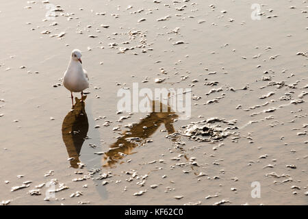 Eine von einer Möwe am Strand an der Küste und die Reflexion eines anderen fliegende Möwe Schatten auf das Wasser. Stockfoto