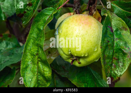 Reifer grüner Apfel mit Tropfen regen hängen an einem Zweig auf dem Hintergrund der grüne Blätter beleuchtet durch die hellen Herbstsonne. Stockfoto