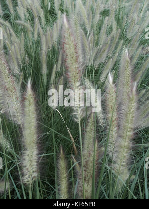 Nahaufnahme der Ziergräser in einem Garten Stockfoto