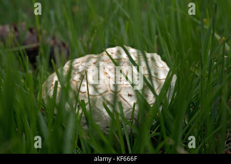 Wy 02479-00 ... Wyoming - eine ungewöhnliche Pilze in einer Wiese in der Nähe von taggart See im Grand Teton National Park gefunden. Stockfoto
