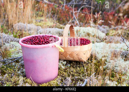 Kunststoff-eimer und Korb voller roter Cranberry auf einer Moss in der Karelischen Wäldern, Russland Stockfoto