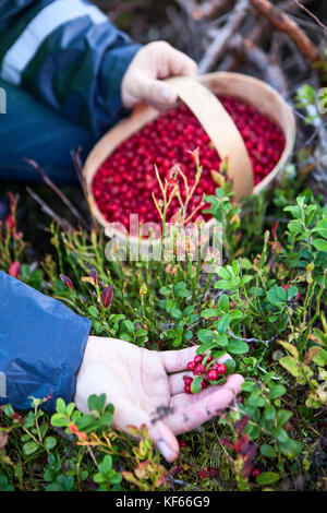 Kaukasische Person sammelt rote Heidelbeeren im Wald Blick auf eine Hand und ein Korb voller Beeren Stockfoto