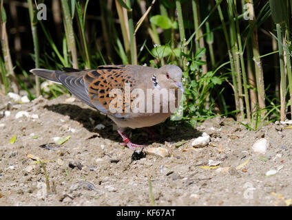 Eine Turteltaube (streptopelia turtur) Ernährung auf dem Boden Stockfoto