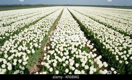 Blumenfelder in der Nähe Lisse & Amsterdam, Niederlande Stockfoto