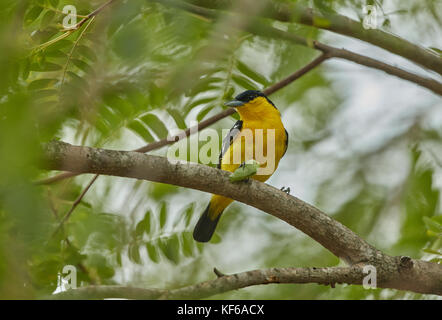 Schönen gemeinsamen Iora (Aegithina tiphia) Barsch auf die Büsche unter der frisch glänzenden Tag in der Natur Stockfoto