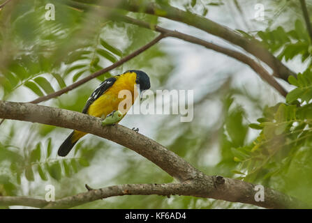 Schönen gemeinsamen Iora (Aegithina tiphia) Barsch auf die Büsche unter der frisch glänzenden Tag in der Natur Stockfoto