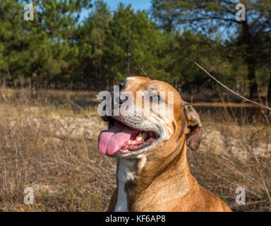 Portrait American Pit Bulls draussen, Sommer Tag Stockfoto