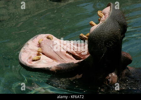 Hungrig Nilpferd mit offenem Mund Stockfoto