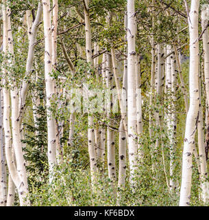 Alpine Bäume in der Nähe bis in den San Juan Mountains Stockfoto