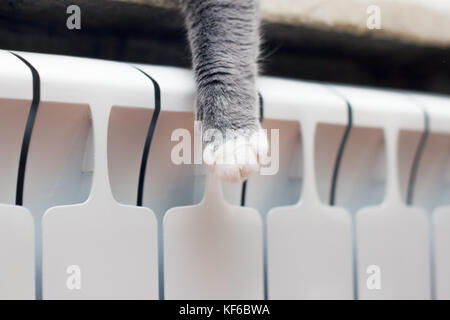 Detail Schuß von Soft cat Pfoten während liegt auf der Fensterbank Stockfoto