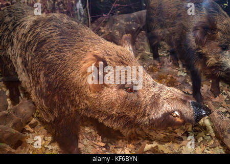 Close up gefüllte Wildschwein oder Sus scrofa im Museum Stockfoto