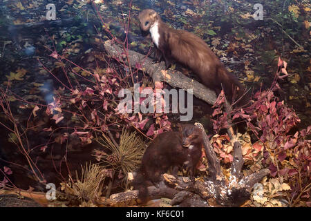 Close up ausgestopften Marder oder Martes martes Stockfoto