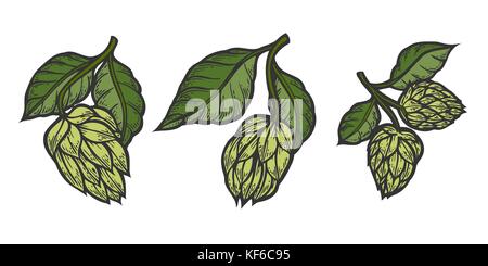 Vintage Designs mit Hopfen und verlässt. hop Hand in künstlerischen graviert Art gezeichnet. farbige Vector Illustration. auf weißem Hintergrund. Stock Vektor