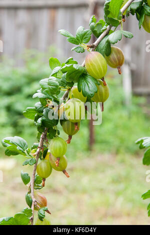 Blick auf frische grüne Stachelbeeren auf einem Zweig von stachelbeeren Busch im Garten. In der Nähe des organischen Stachelbeere berry hängt an einem Ast unter t Stockfoto