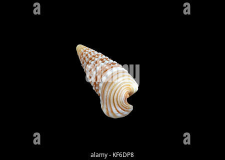 Girdled horn Schnecke (Cerithidea (Cerithideopsilla) Cingulata) Auf schwarzem Hintergrund, Dubai, Vereinigte Arabische Emirate. L2,4xW 1 x 0,75 cm Stockfoto