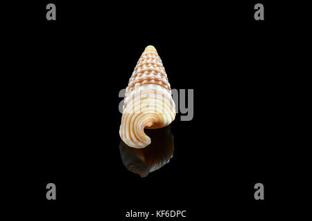 Girdled horn Schnecke (Cerithidea (Cerithideopsilla) Cingulata) Auf schwarzem Hintergrund, Dubai, Vereinigte Arabische Emirate. L2,4xW 1 x 0,75 cm Stockfoto