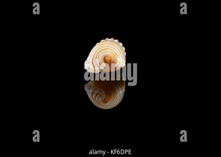 Girdled horn Schnecke (Cerithidea (Cerithideopsilla) Cingulata) Auf schwarzem Hintergrund, Dubai, Vereinigte Arabische Emirate. L2,4xW 1 x 0,75 cm Stockfoto