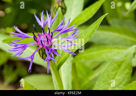 Nahaufnahme der lila Blüte von Centaurea montana Berg Kornblume mit natürlichen, grünen Hintergrund mit Copyspace. Selektive konzentrieren. geringe Tiefe von fi Stockfoto