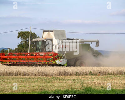 Feldhäcksler Mähdrescher bei der Arbeit im Feld im Bosham, Hampshire, England, Großbritannien Stockfoto