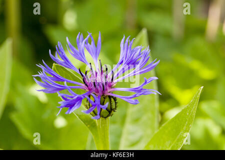 Nahaufnahme der lila Blüte von Centaurea montana Berg Kornblume mit natürlichen, grünen Hintergrund. Selektive konzentrieren. geringe Tiefenschärfe. Stockfoto