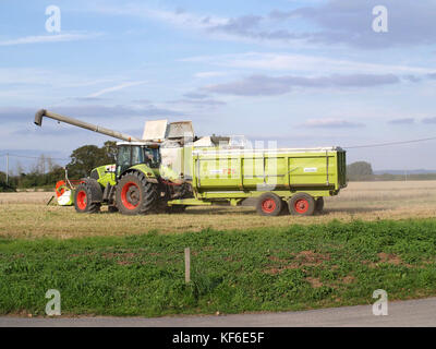 Mähdrescher harveste, Traktor und Anhänger bei der Arbeit im Feld im Bosham, Hampshire, England, Großbritannien Stockfoto