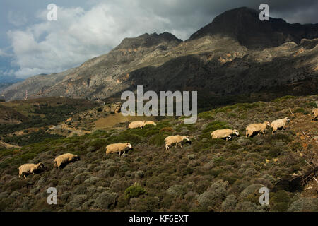 Eine Herde Schafe in der Nähe von Rodakino auf Kreta. Stockfoto