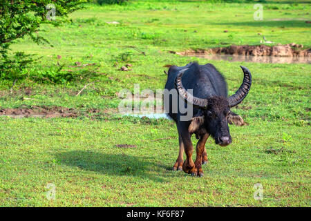 Asiatische Wasserbüffel oder bubbalus bubbalis Stockfoto