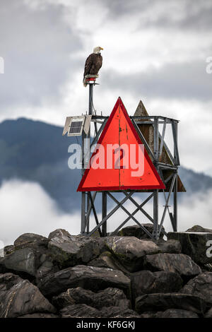 Usa, Alaska, Seward, ein Weißkopfseeadler auf dem Steg gesichtet, während in Richtung aus der Seward Hafen und Marina Stockfoto