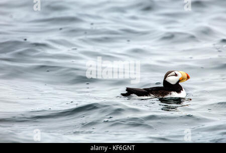 Usa, Alaska, Seward, getuftete Papageitaucher entdeckt während der Erkundung Resurrection Bay auf dem Weg zum Gletscher holgate Stockfoto