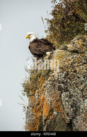 Usa, Alaska, Homer, China poot Bay, die Kachemak Bucht, ein Weißkopfseeadler gesichtet auf der Bootsfahrt auf die Kachemak Bay Wilderness Lodge Stockfoto