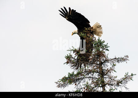 Usa, Alaska, Homer, China poot Bay, die Kachemak Bucht, ein Weißkopfseeadler in den Bäumen in der Nähe der Kachemak Bay Wilderness beschmutzt Lodge Stockfoto