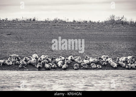 Usa, Alaska, Homer, China poot Bay, die Kachemak Bucht, Seelöwen gesehen auf einem Strand in der Nähe der Kachemak Bay Wilderness Lodge Stockfoto